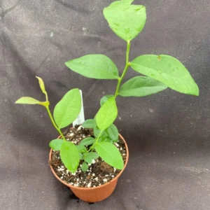 Pink Lemonade Blueberry Plant - 3 Inch Pot - Rabbiteye Variety