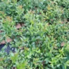 Pink Lemonade Blueberry Plant - Edible Fruit, 5.25" Pot, Perennial