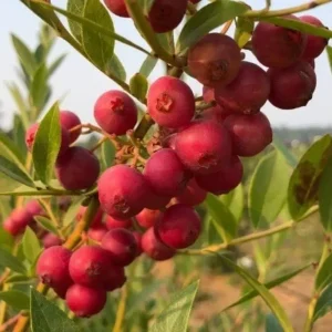 Pink Lemonade Blueberry Plant - Edible Fruit, 5.25" Pot, Perennial