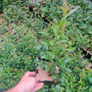 Pink Lemonade Blueberry Plant - Edible Fruit, 5.25