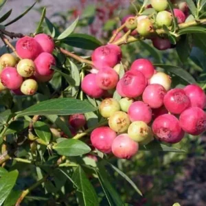 Pink Lemonade Blueberry Plant - Edible Fruit, 5.25