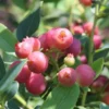 Pink Lemonade Rabbiteye Blueberry Bush - Gallon Size - Fruiting Plant