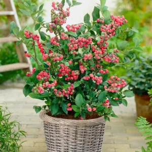 Pink Lemonade Rabbiteye Blueberry Bush - Gallon Size - Fruiting Plant