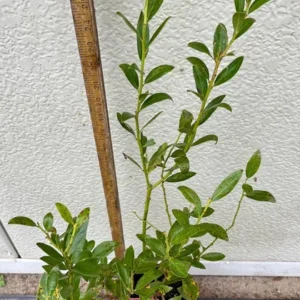 Pink Lemonade Rabbiteye Blueberry Bush - Gallon Size - Fruiting Plant