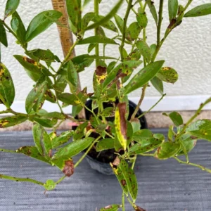 Pink Lemonade Rabbiteye Blueberry Bush - Gallon Size - Fruiting Plant