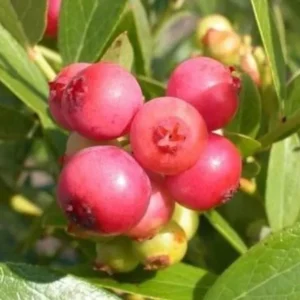 Pink Lemonade Rabbiteye Blueberry Bush - Gallon Size - Fruiting Plant