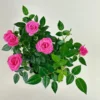 Pink Miniature Rose Bush - Bicolor Mini Rose Flower Shrub Plant 4-6 Inch Tall in 3 Inch Pot