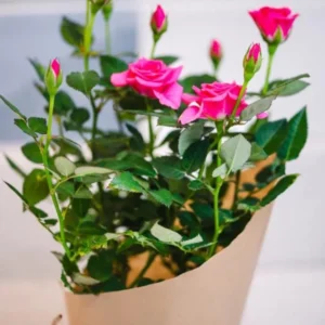 Pink Miniature Rose Bush - Bicolor Mini Rose Flower Shrub Plant 4-6 Inch Tall in 3 Inch Pot