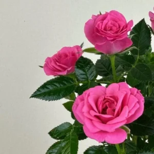 Pink Miniature Rose Bush - Bicolor Mini Rose Flower Shrub Plant 4-6 Inch Tall in 3 Inch Pot