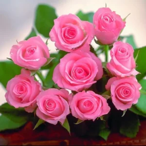 Pink Miniature Rose Bush - Bicolor Mini Rose Flower Shrub Plant 4-6 Inch Tall in 3 Inch Pot