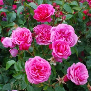 Pink Miniature Rose Bush - Bicolor Mini Rose Flower Shrub Plant 4-6 Inch Tall in 3 Inch Pot