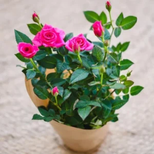 Pink Miniature Rose Bush - Bicolor Mini Rose Flower Shrub Plant 4-6 Inch Tall in 3 Inch Pot