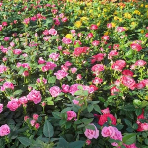 Pink Miniature Rose Bush - Bicolor Mini Rose Flower Shrub Plant 4-6 Inch Tall in 3 Inch Pot