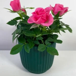 Pink Miniature Rose Bush - Bicolor Mini Rose Flower Shrub Plant 4-6 Inch Tall in 3 Inch Pot