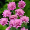 Pink Mist Scabiosa Pincushion Flower Live Plant Plug - Healthy and Well-Rooted