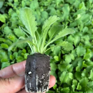 Pink Mist Scabiosa Pincushion Flower Live Plant Plug - Healthy and Well-Rooted