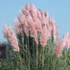 Pink Pampas Grass Plant Cortaderia Selloana - 6-12" Tall Live Clumps