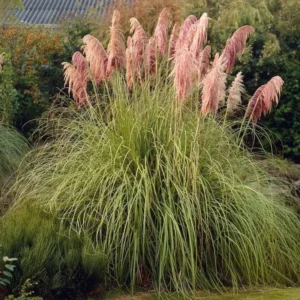 Pink Pampas Grass Plant Cortaderia Selloana - 6-12