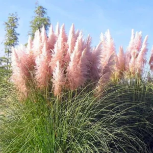 Pink Pampas Grass Plant Cortaderia Selloana - 6-12