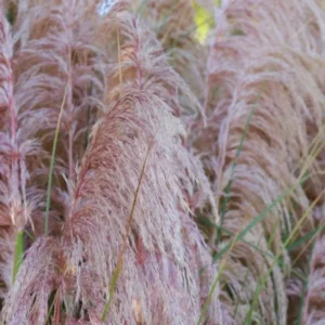 Pink Pampas Grass Plant Cortaderia Selloana - 6-12