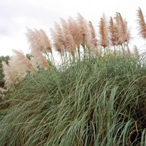 Pink Pampas Grass Plant Cortaderia Selloana - 6-12