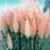 Pink Pampas Grass Plants 2.5" Pot - Cortaderia selloana rosea - Ornamental Grass