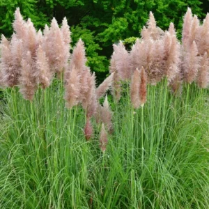 Pink Pampas Grass Plants 2.5" Pot - Cortaderia selloana rosea - Ornamental Grass