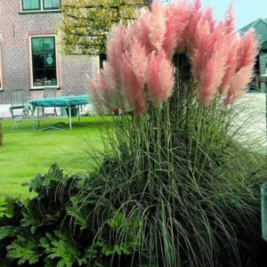 Pink Pampas Grass Plants 2.5