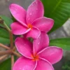 Pink Plumeria Cuttings 2-Pack - Unrooted Frangipani Ready to Root 12 Inch