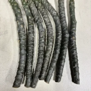 Pink Plumeria Cuttings 2-Pack - Unrooted Frangipani Ready to Root 12 Inch