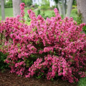 Pink Weigela Plant - 6-12 Inch Shrub in 4" Pot - Flowering Weigela