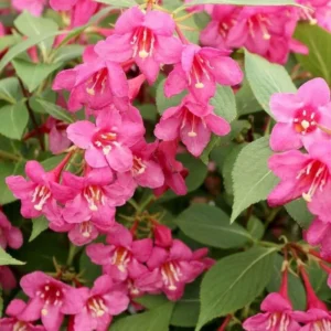 Pink Weigela Plant - 6-12 Inch Shrub in 4