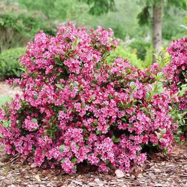 Pink Weigela Plant - Set of 2 Bare Root Seedlings - Pink Blooms