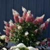 Pinky Winky Hydrangea Plant - 6-12 Inch Tall Qt Pot - Flowering Shrub