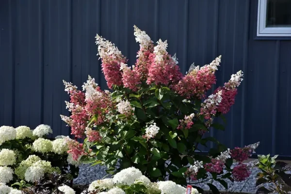 Pinky Winky Hydrangea Plant - 6-12 Inch Tall Qt Pot - Flowering Shrub