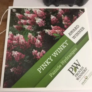 Pinky Winky Hydrangea Plant - 6-12 Inch Tall Qt Pot - Flowering Shrub