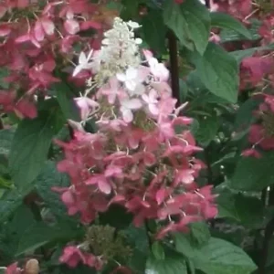 Pinky Winky Hydrangea Plant - 6-12 Inch Tall Qt Pot - Flowering Shrub