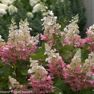Pinky Winky Hydrangea Plant - 6-12 Inch Tall Qt Pot - Flowering Shrub