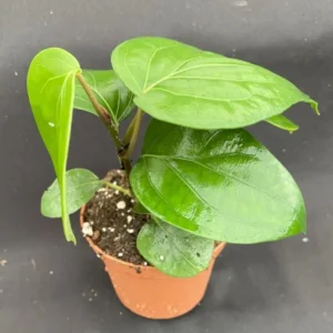 Piper Nigrum Black Peppercorn Plant - 3