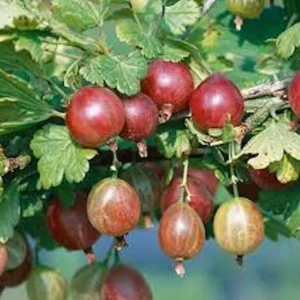 Pixwell Gooseberry Plant - Ribes Uva-Crispa Fruit Plant - Starter Homestead Plant