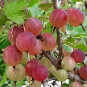 Pixwell Gooseberry Plant - Ribes Uva-Crispa Fruit Plant - Starter Homestead Plant