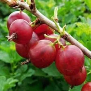 Pixwell Gooseberry Plant - Ribes Uva-Crispa Fruit Plant - Starter Homestead Plant