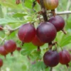 Pixwell Gooseberry Plant - Ribes uva-crispa - Live Fruit Shrub - 6-12 Inch