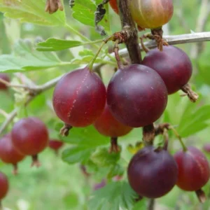 Pixwell Gooseberry Plant - Ribes uva-crispa - Live Fruit Shrub - 6-12 Inch
