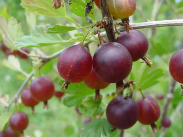Pixwell Gooseberry Plant - Ribes uva-crispa - Live Fruit Shrub - 6-12 Inch