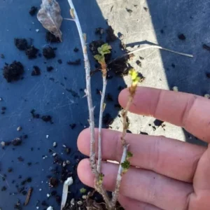 Pixwell Gooseberry Plant - Ribes uva-crispa - Live Fruit Shrub - 6-12 Inch