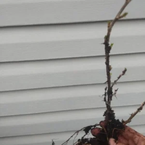 Pixwell Gooseberry Plant - Ribes uva-crispa - Live Fruit Shrub - 6-12 Inch