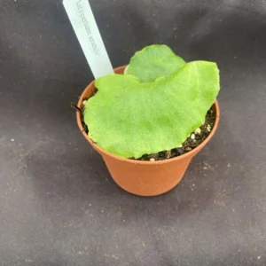 Platycerium grande Moose Horn Fern Rooted Plant 3 inch Pot Epiphytic Fern