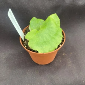 Platycerium grande Moose Horn Fern Rooted Plant 3 inch Pot Epiphytic Fern