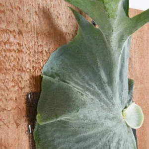 Platycerium grande Moose Horn Fern Rooted Plant 3 inch Pot Epiphytic Fern